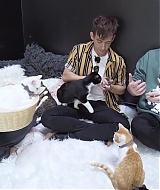 2018-CatCafe-156.jpg