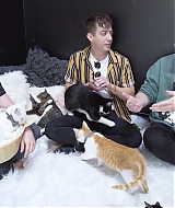 2018-CatCafe-162.jpg